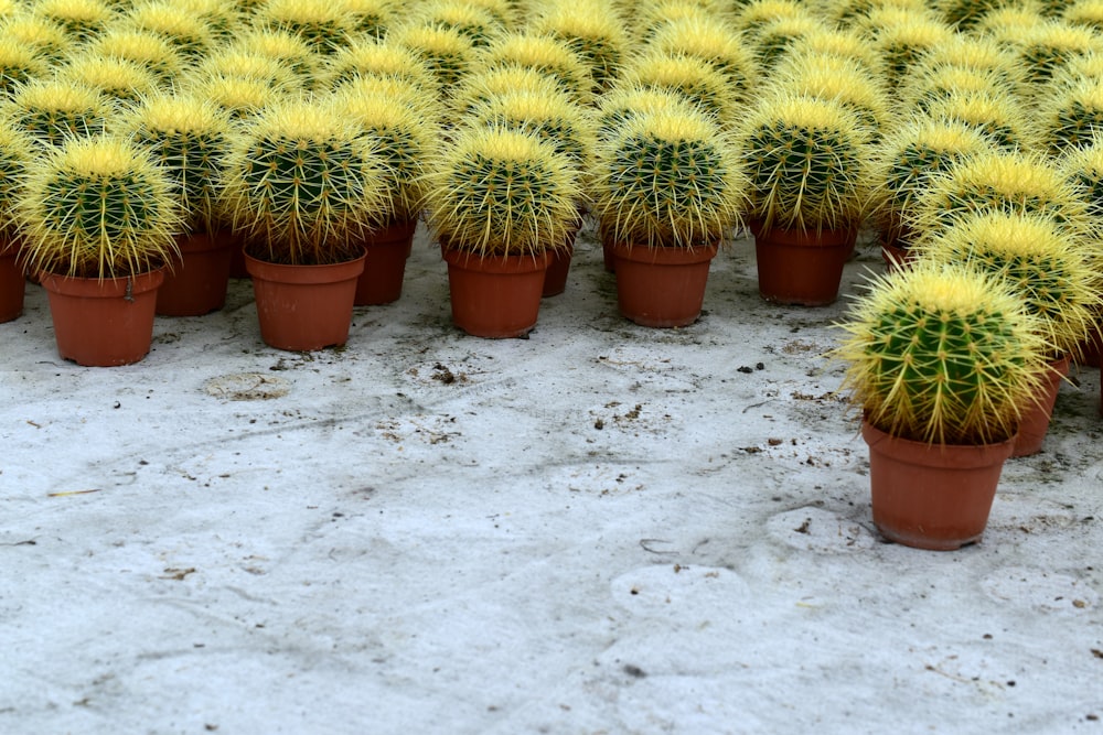 um monte de pequenas plantas de cactos amarelos em uma linha