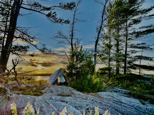A cozy campsite at sunset with a glowing campfire surrounded by tents and tall pine trees.