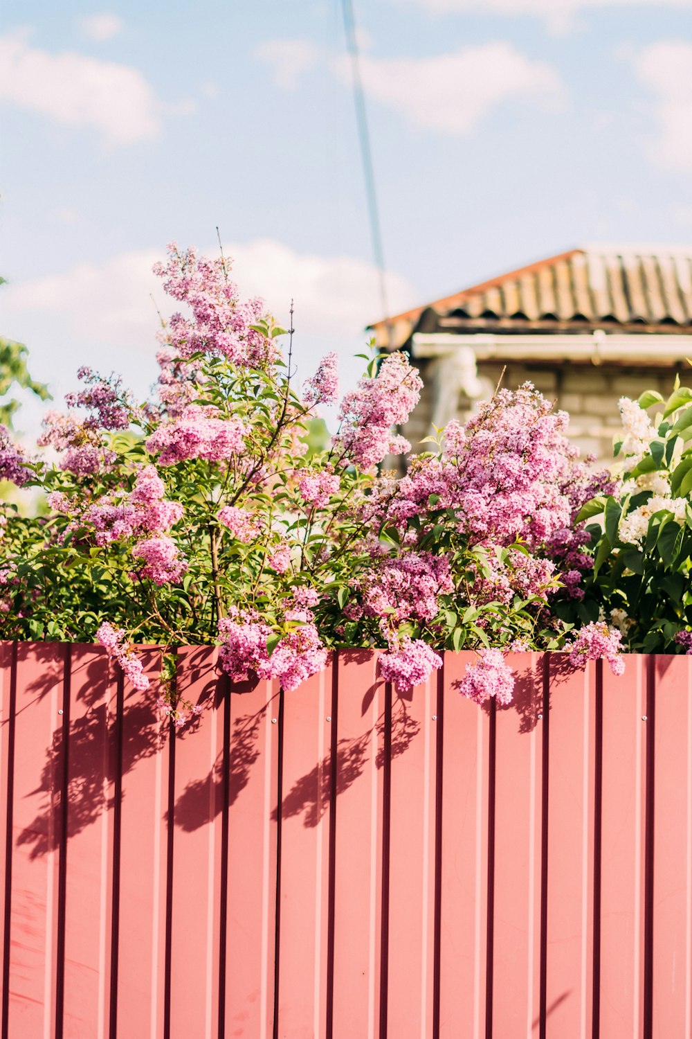 a pink fence with purple flowers growing on it