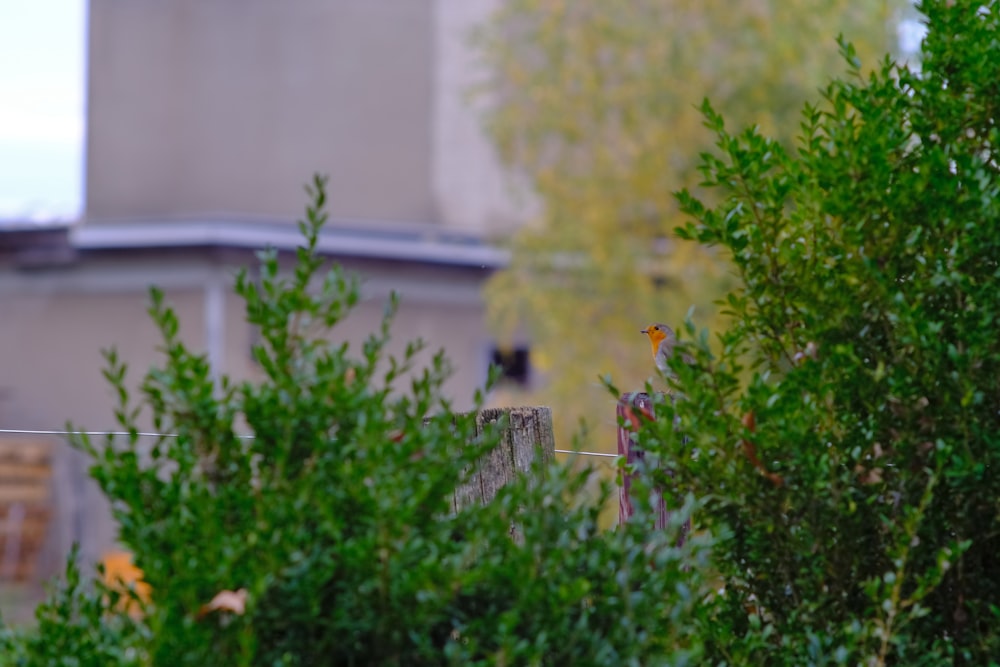 a bird is perched on a wire in a garden