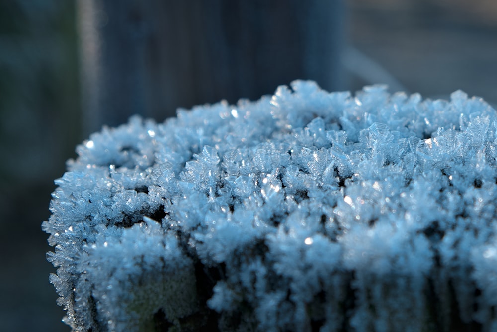 a close up of a blue plant with lots of snow on it
