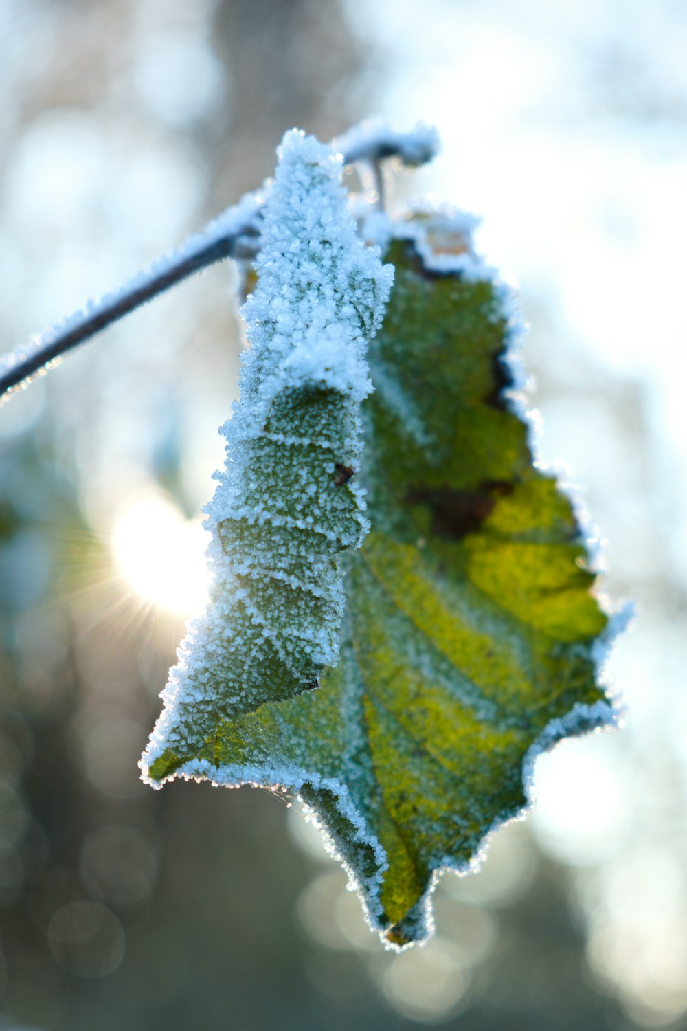 a leaf is covered in snow on a branch