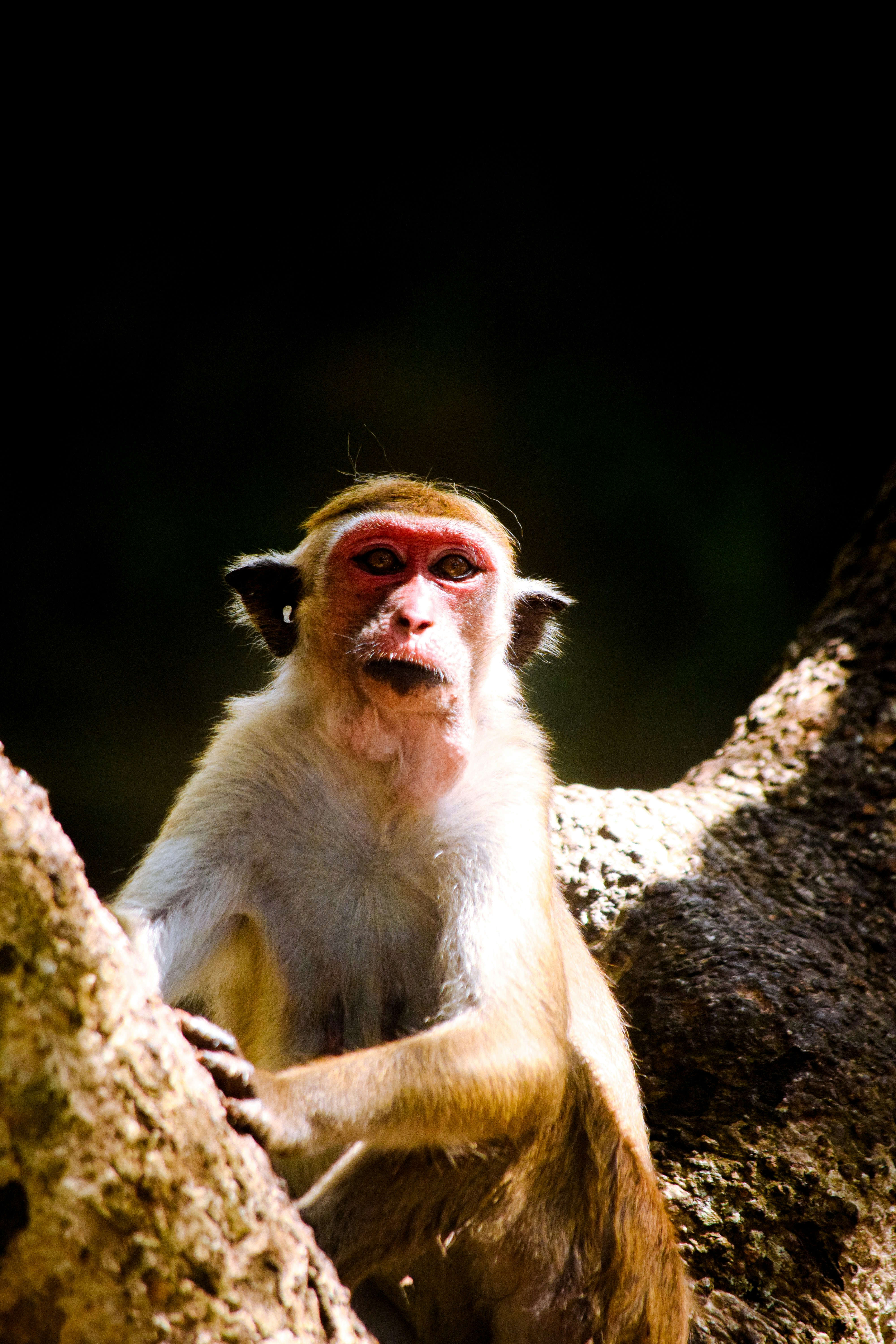 Un singe avec un cache-œil rouge assis sur une branche d’arbre photo ...