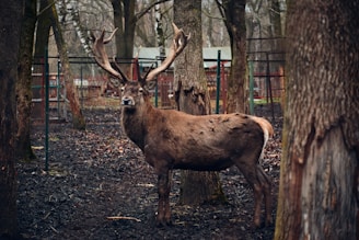A deer stands in a wooded, enclosed area surrounded by trees and a fence. The deer has large antlers and a brown coat, appearing alert amidst the forest setting. The ground is covered with dried leaves and appears damp.