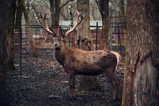 A deer stands in a wooded, enclosed area surrounded by trees and a fence. The deer has large antlers and a brown coat, appearing alert amidst the forest setting. The ground is covered with dried leaves and appears damp.