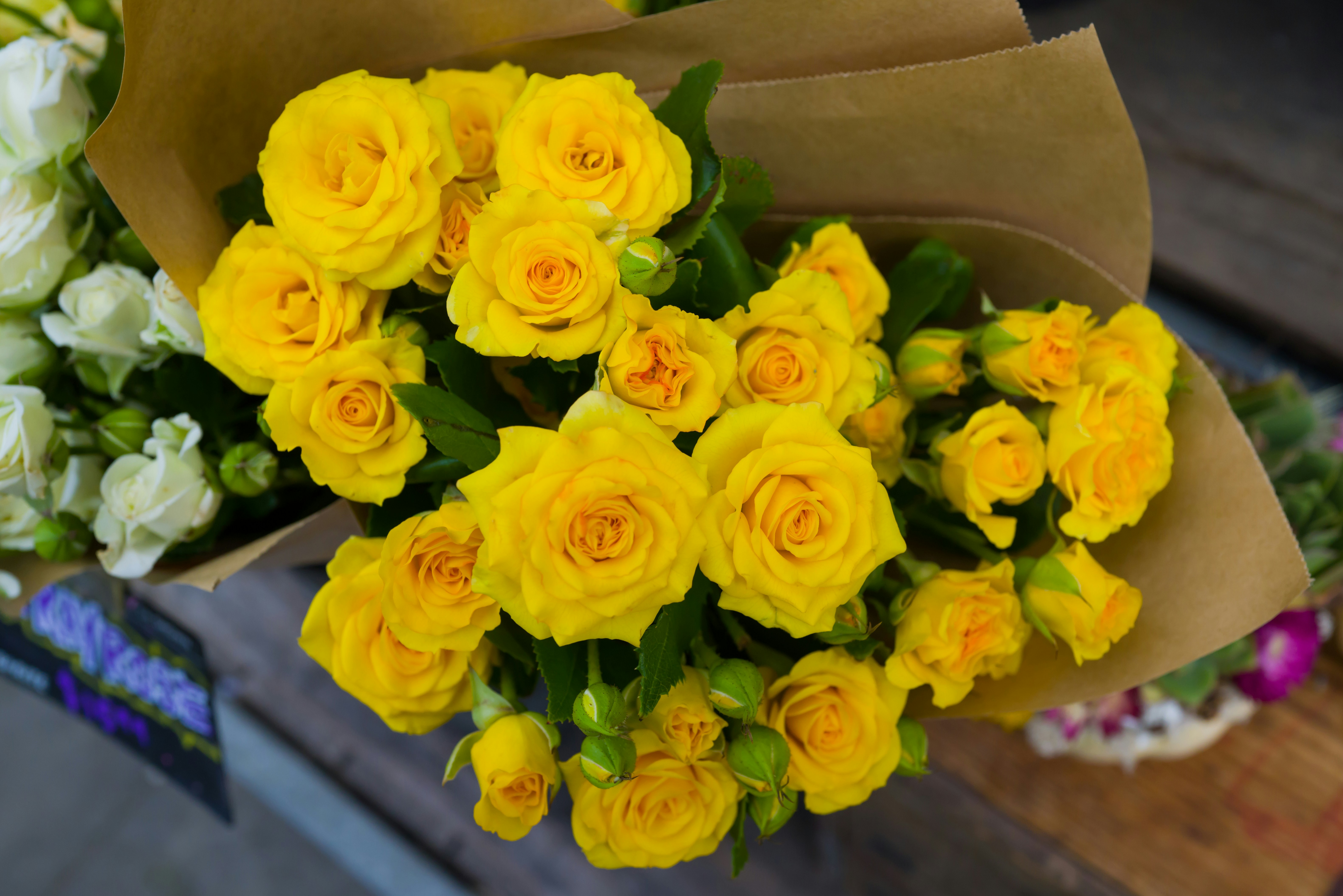 Fans Flood Socials with Heartfelt Mitchell Starc Birthday Wishes