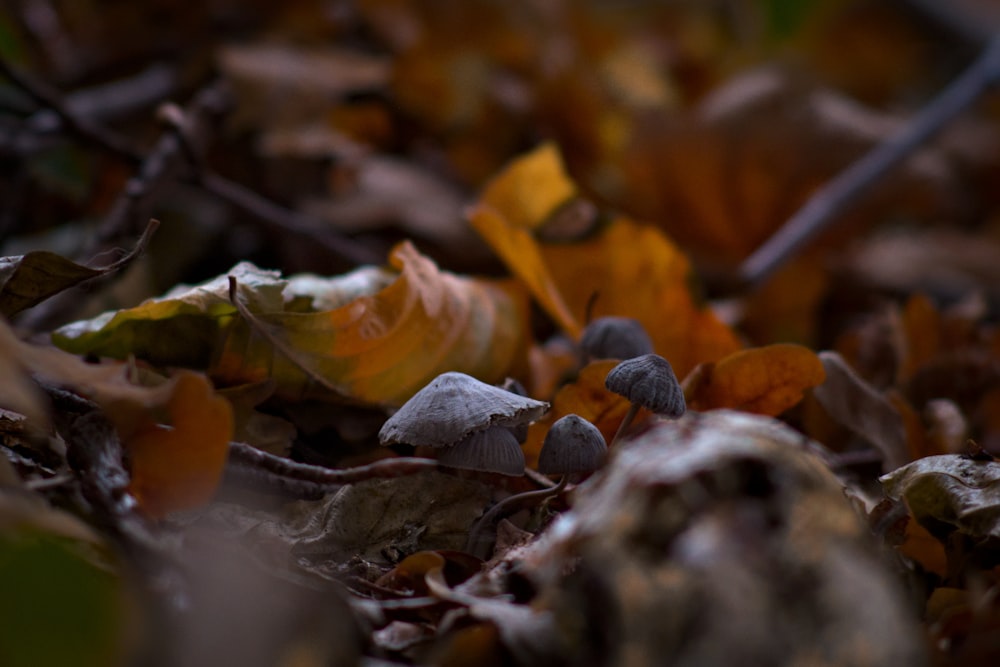 a bunch of leaves that are laying on the ground