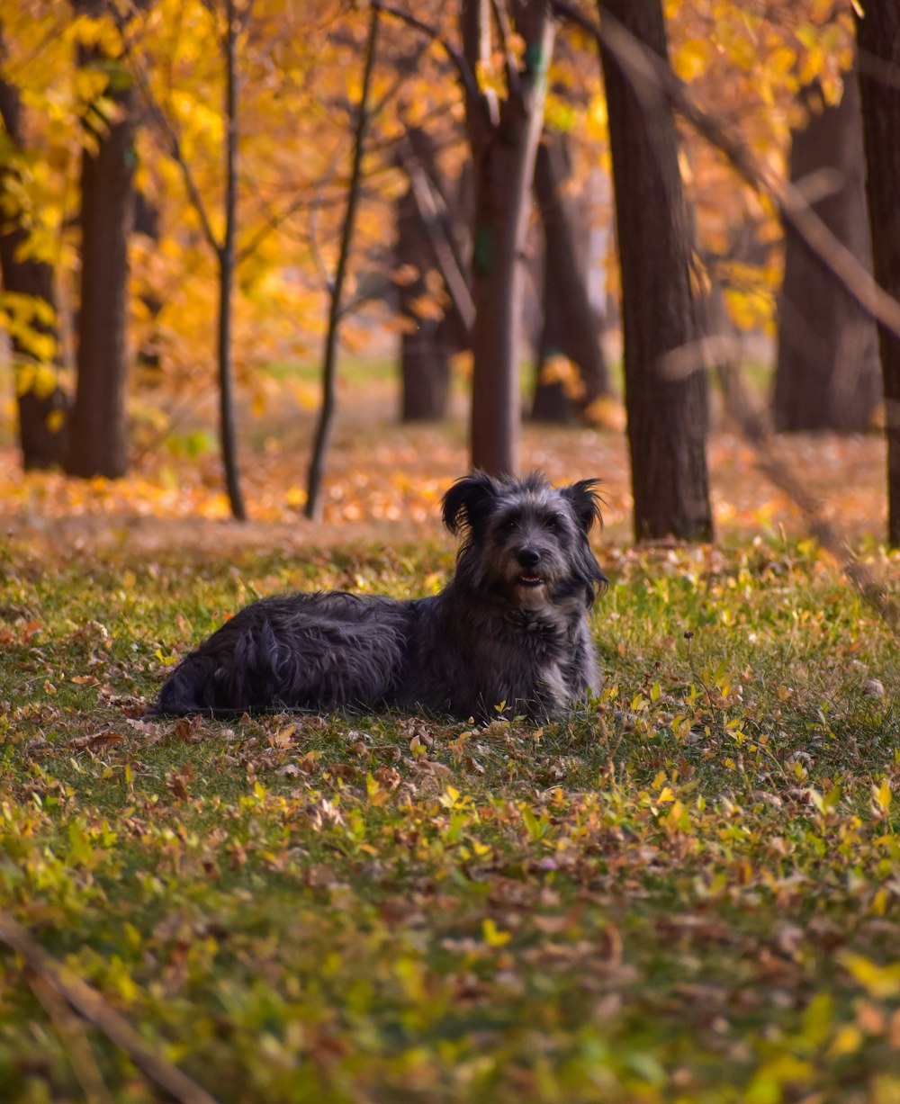 a dog laying in the grass in a park