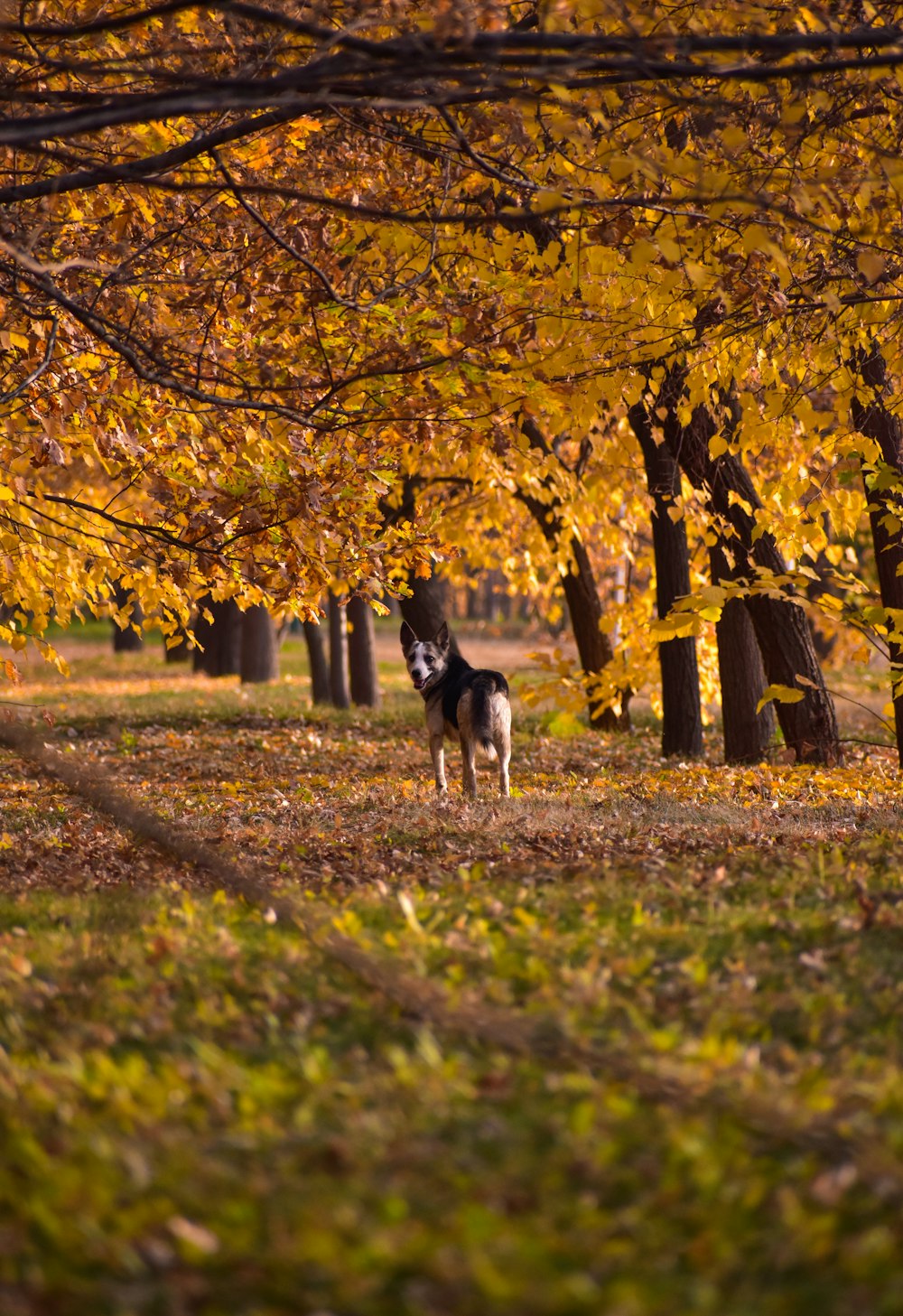a dog standing under a tree filled with yellow leaves