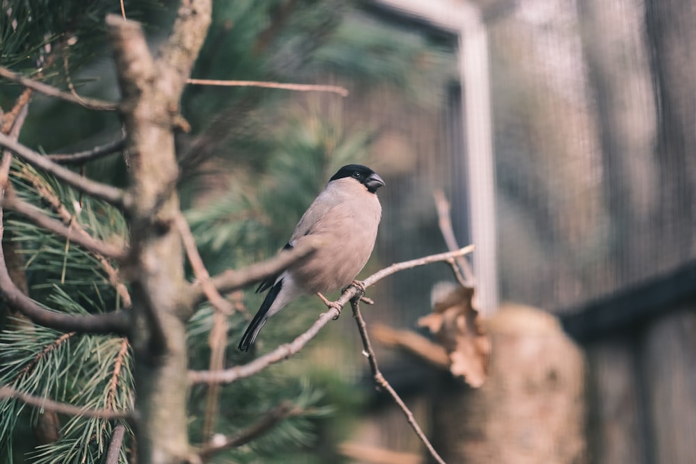 a bird perched on a branch of a pine tree