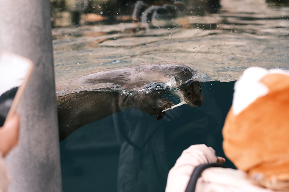 a sea otter swimming in the water with its mouth open