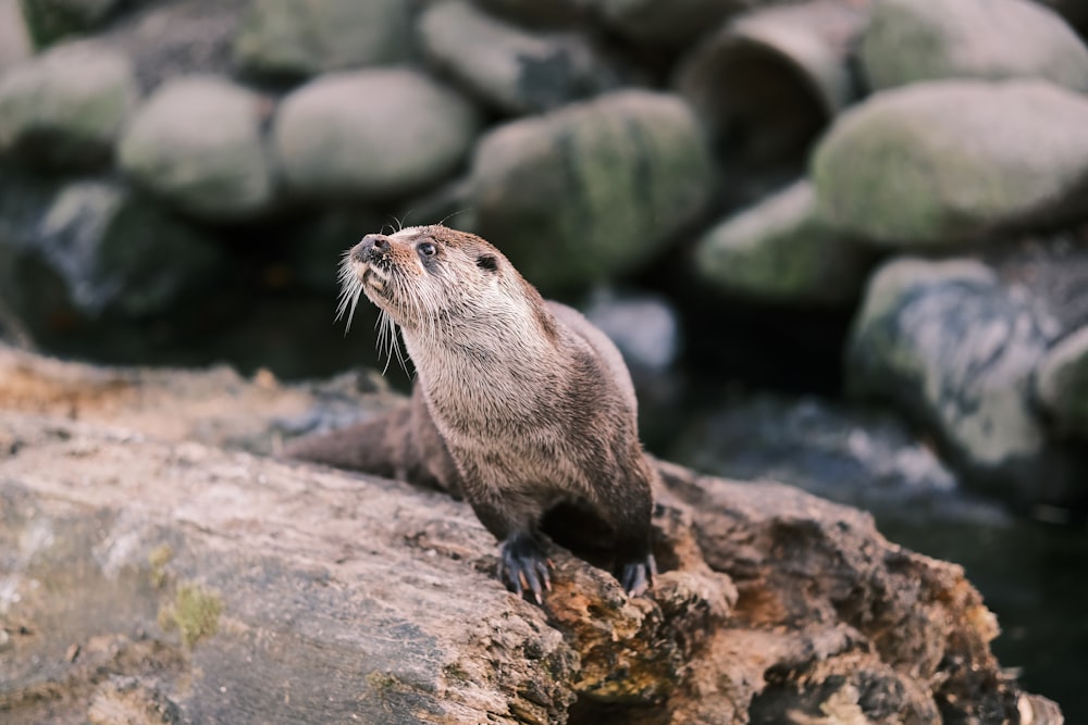 an otter sitting on a log looking up