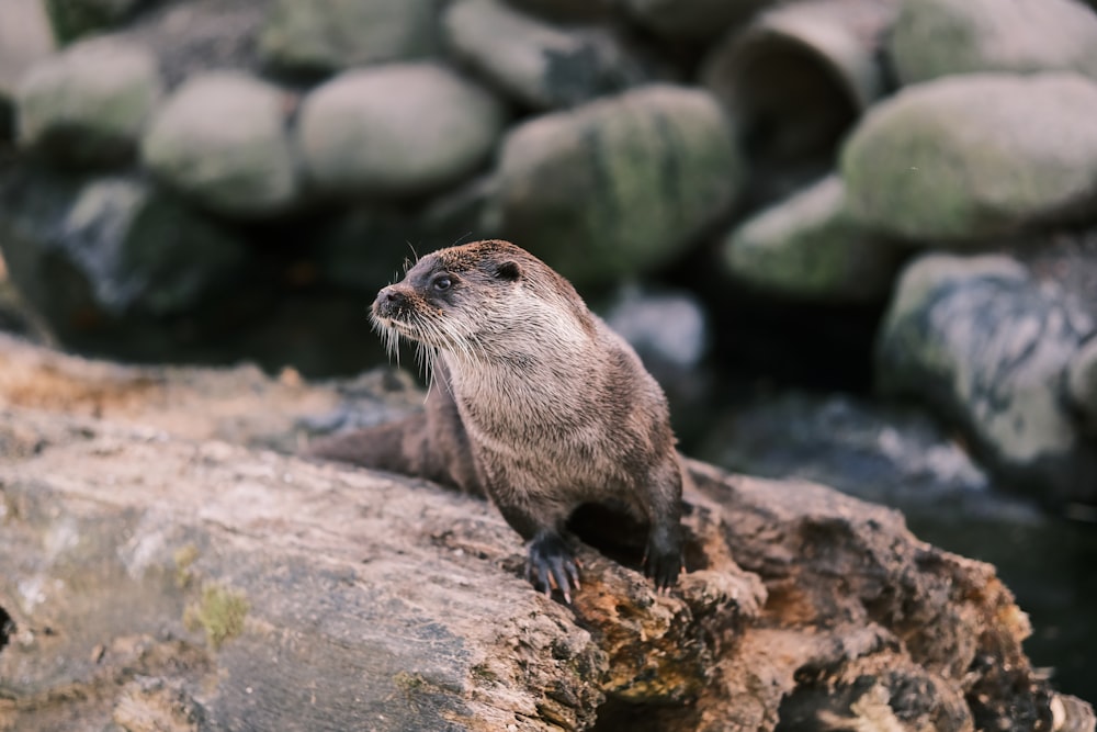 an otter sitting on a log in front of a pile of rocks