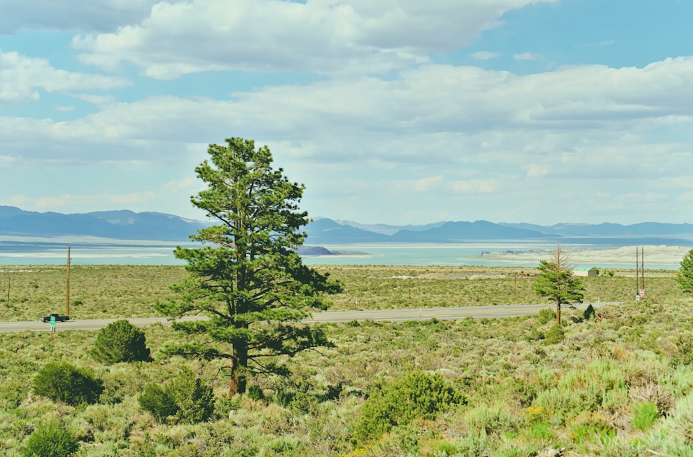 a lone tree stands in the middle of a field