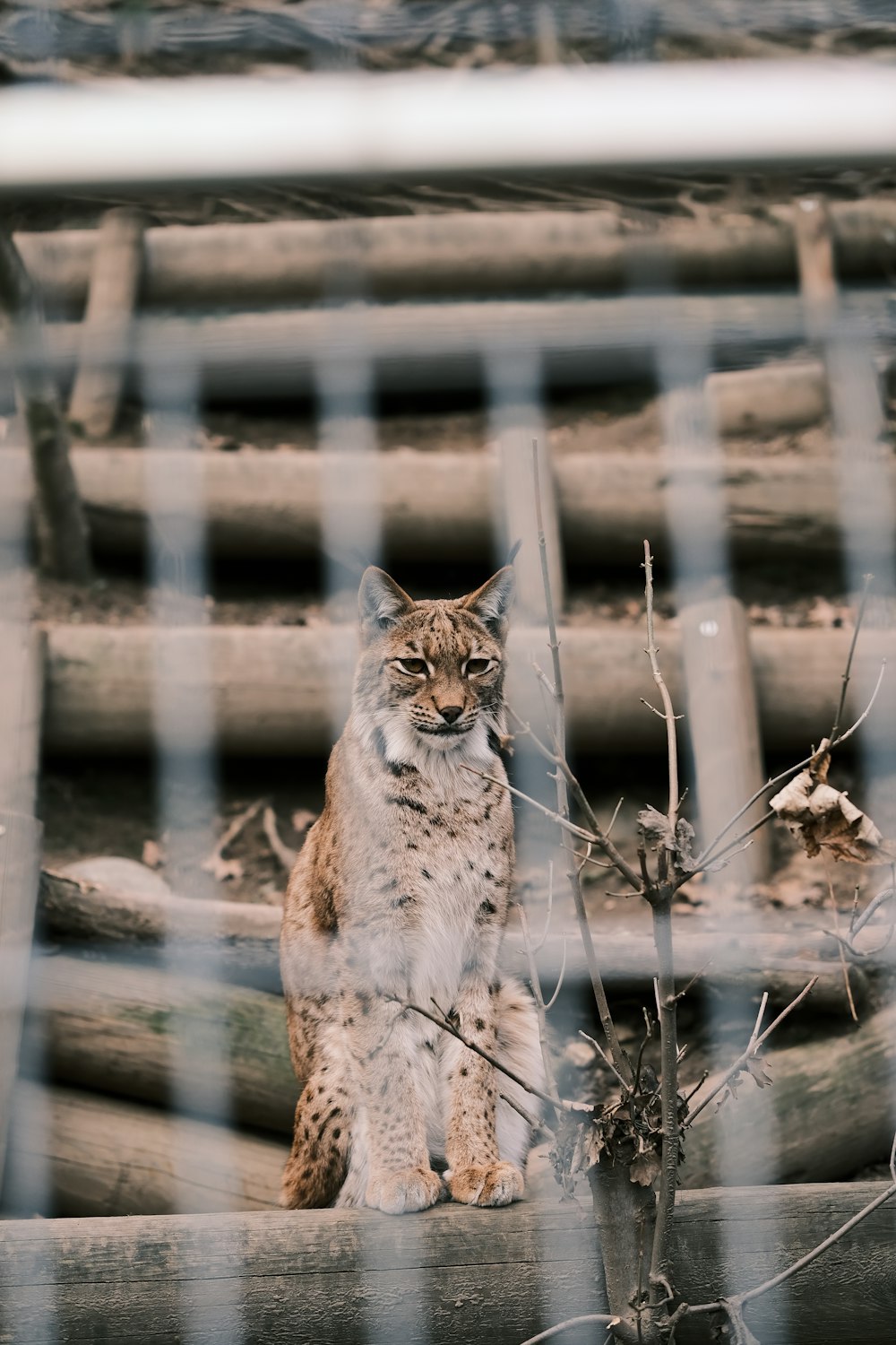 a cat sitting on top of a wooden fence