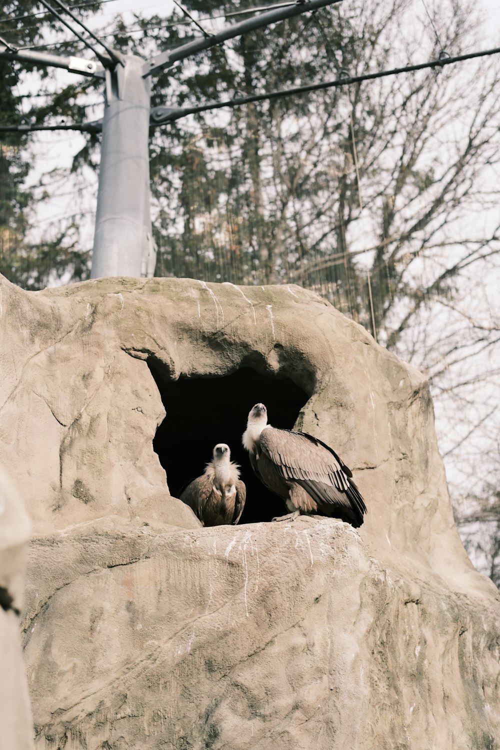 a couple of birds that are standing in a cave