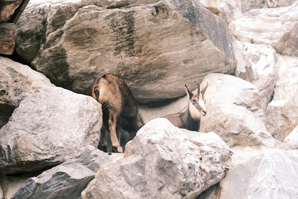 a couple of goats standing on top of a pile of rocks