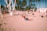 People are exercising on a sandy beach with a variety of gym equipment. Palm trees line the background, and the atmosphere suggests a warm, sunny day. Individuals are engaged in different workouts, including weightlifting and calisthenics.