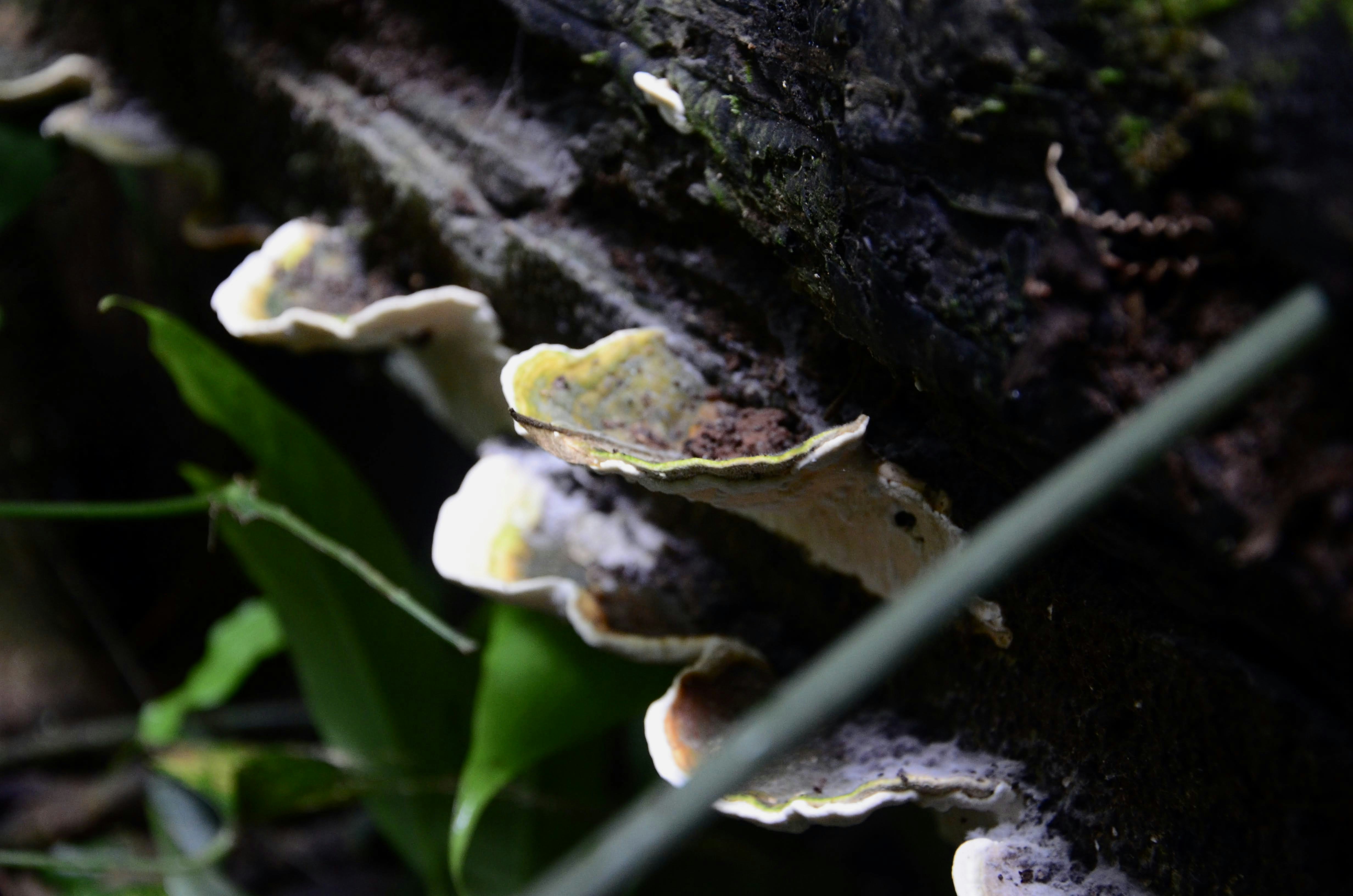 a group of mushrooms growing on the side of a tree