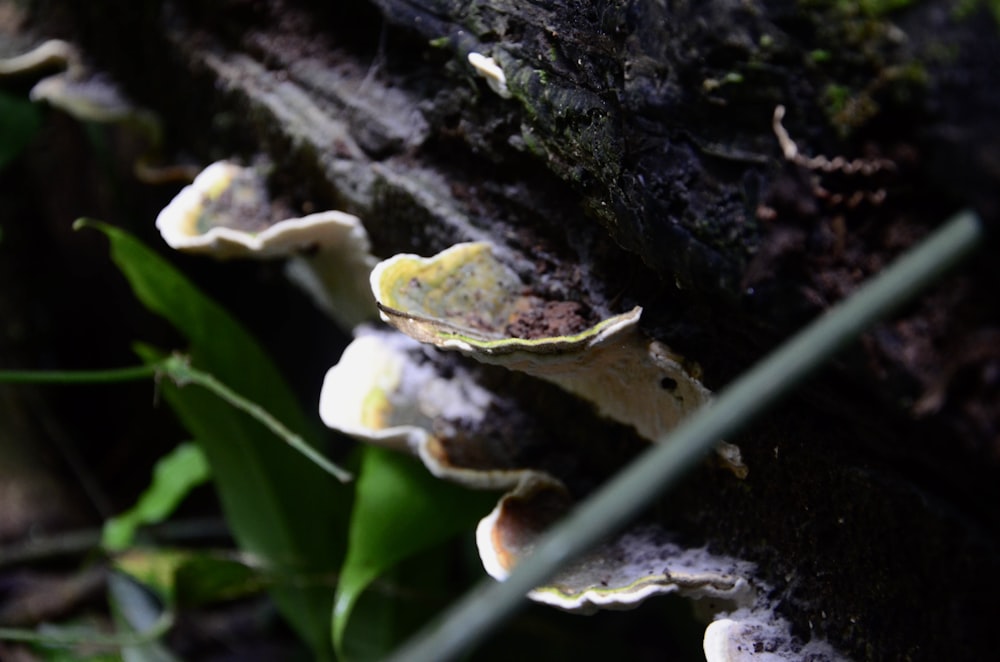 Un grupo de hongos que crecen en el costado de un árbol
