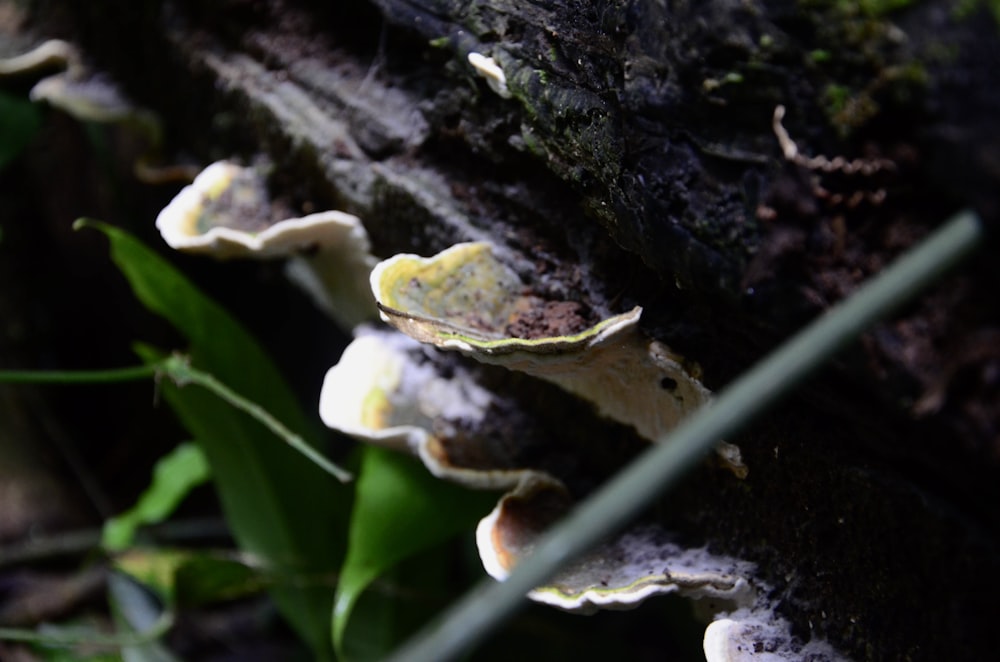 a group of mushrooms growing on the side of a tree