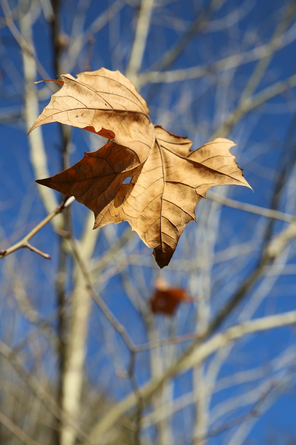 a leaf is hanging from a tree branch