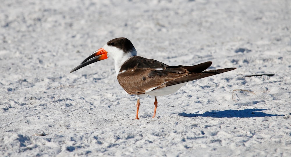 a bird with an orange beak standing in the snow
