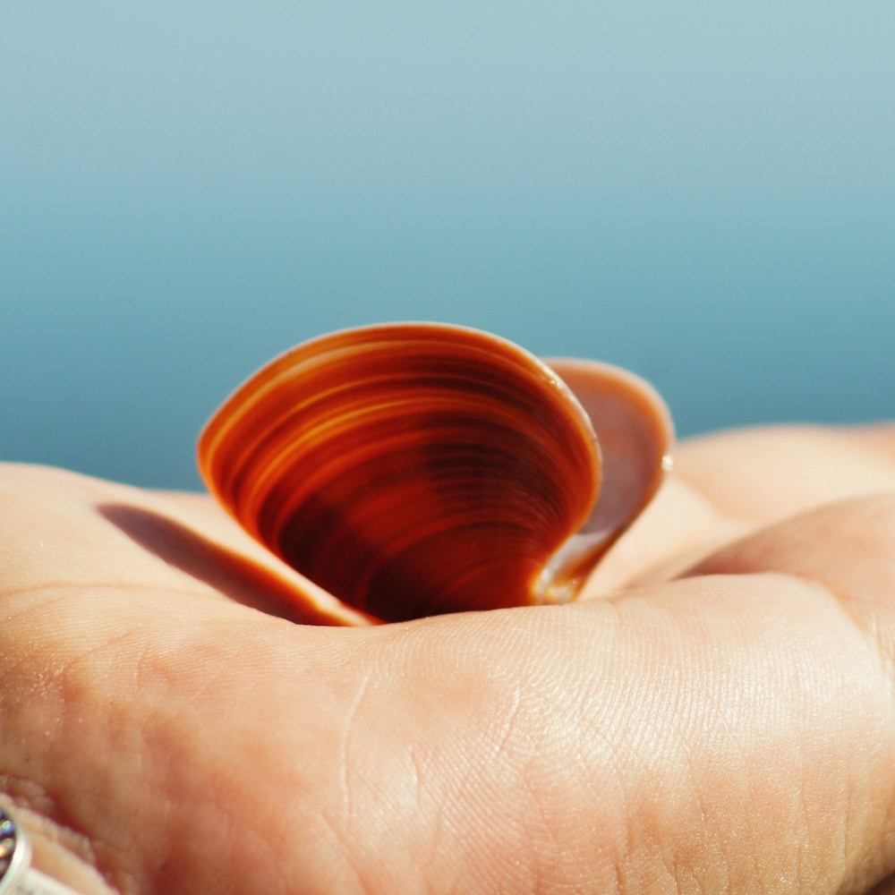 a person holding a shell in their hand