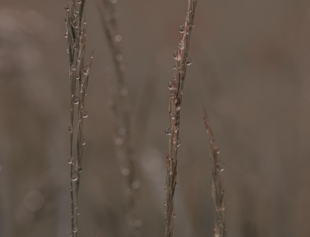 a close up of a plant with drops of water on it