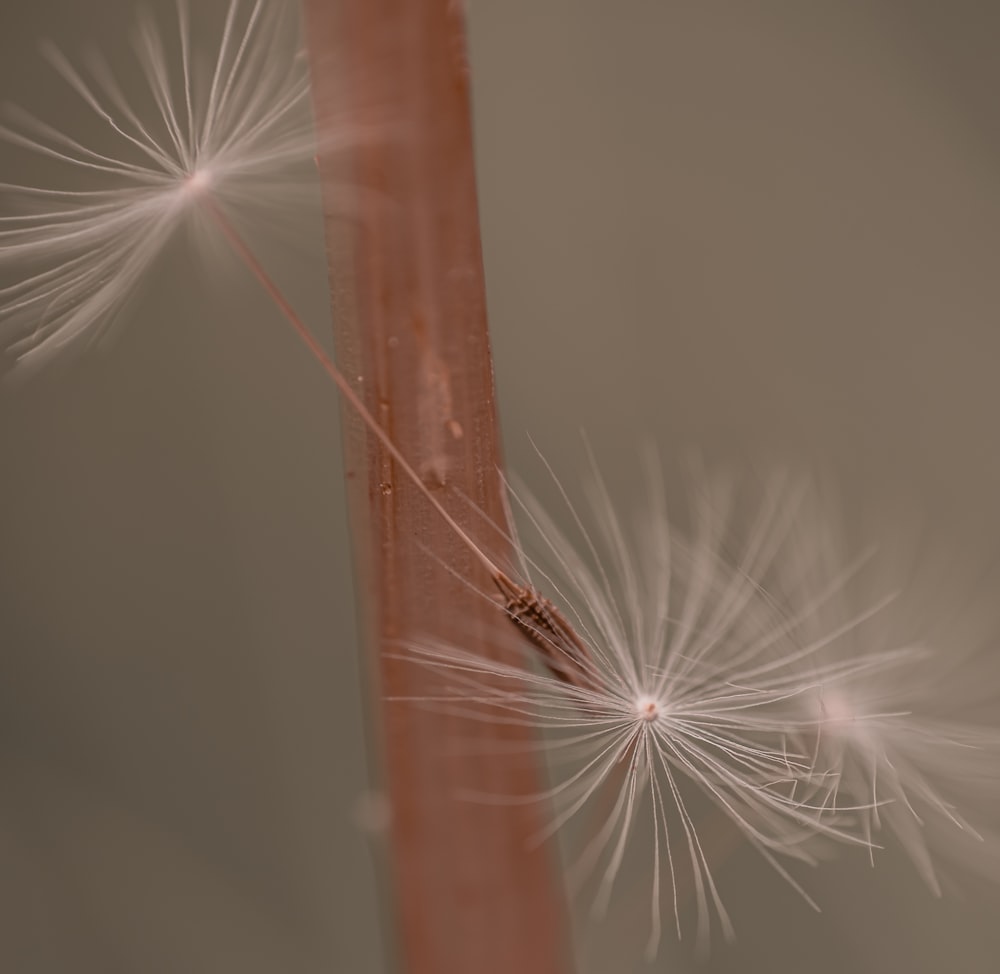 a close up of a dandelion on a stick