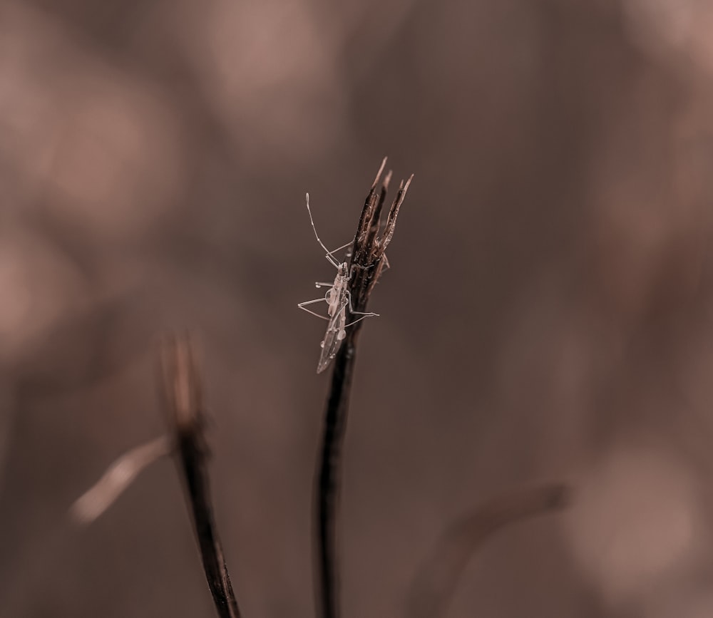 a close up of a plant with a bug on it