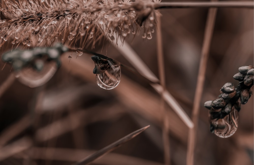 a close up of a plant with drops of water on it