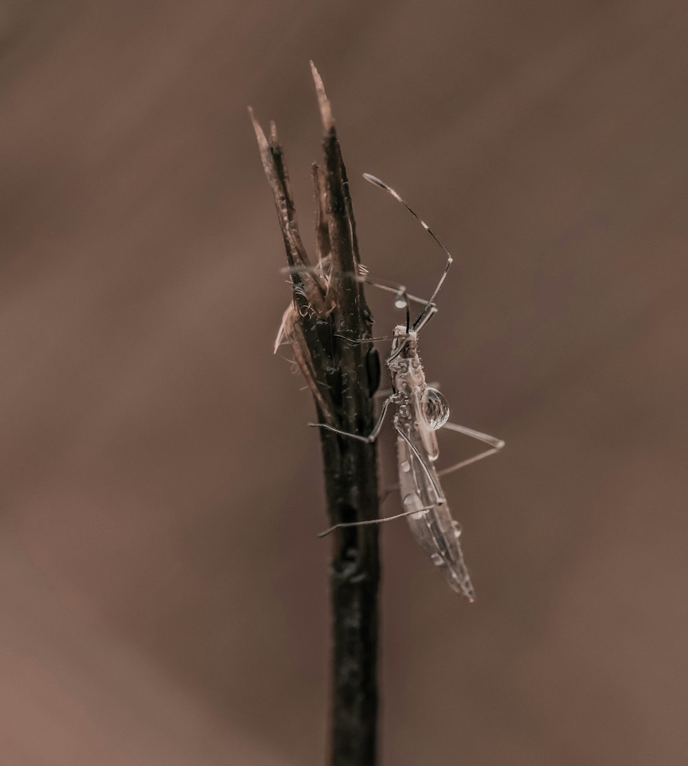 a close up of a small insect on a twig