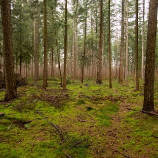 a forest filled with lots of trees and grass