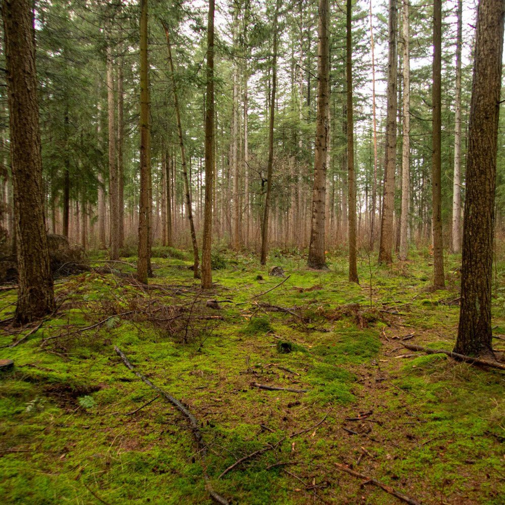 a forest filled with lots of trees and grass