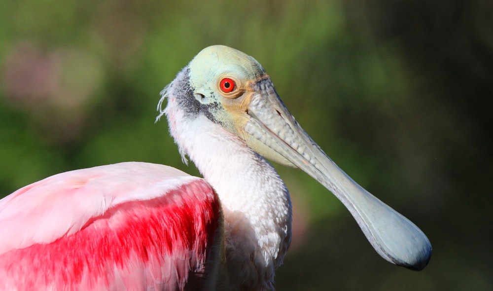 a close up of a pink and white bird