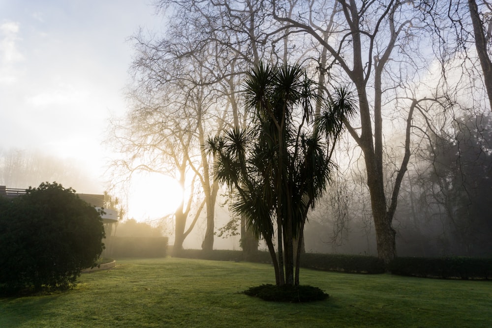 the sun is shining through the trees in the park