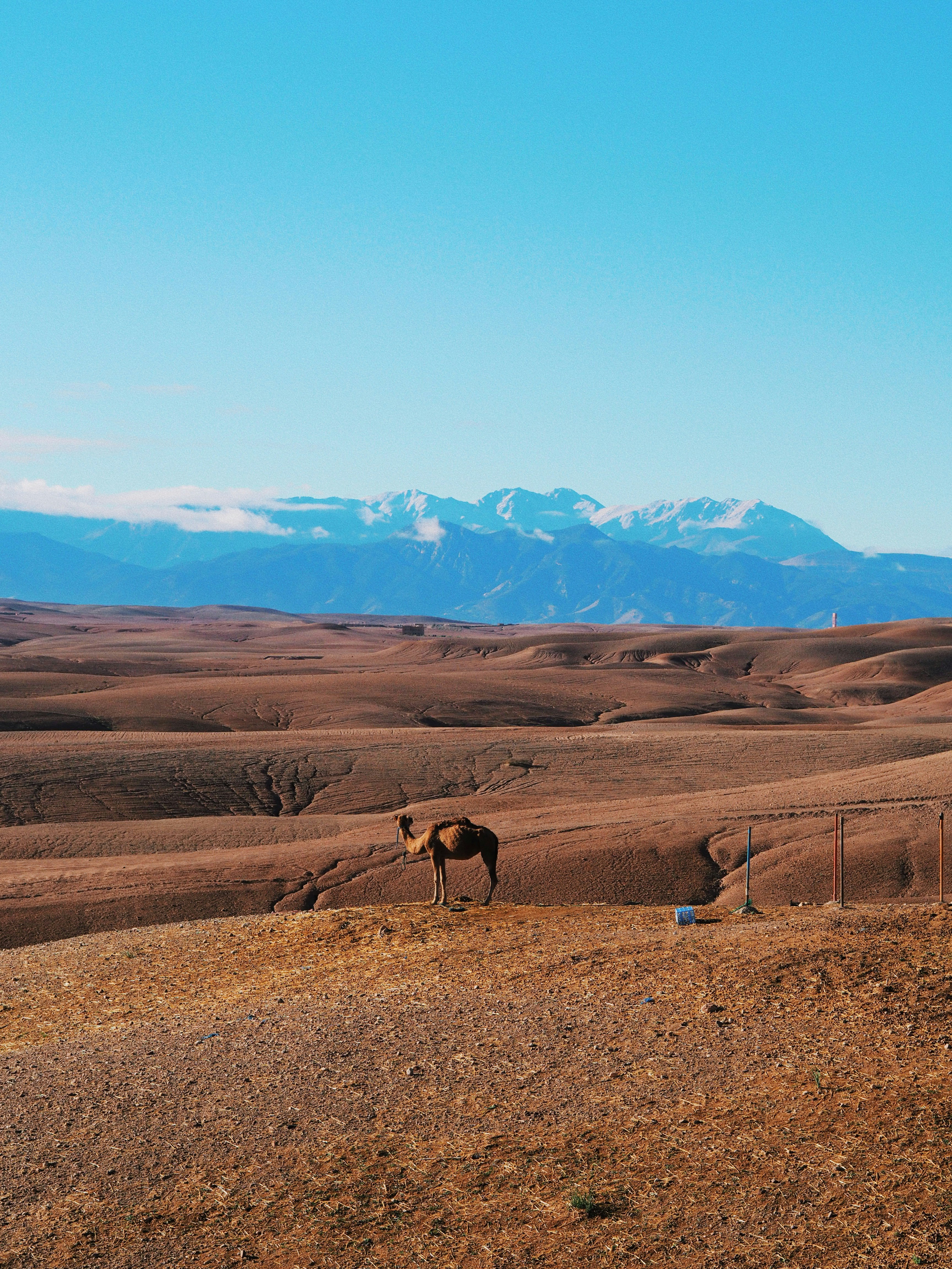 Horse standing in a field with mountains in the background