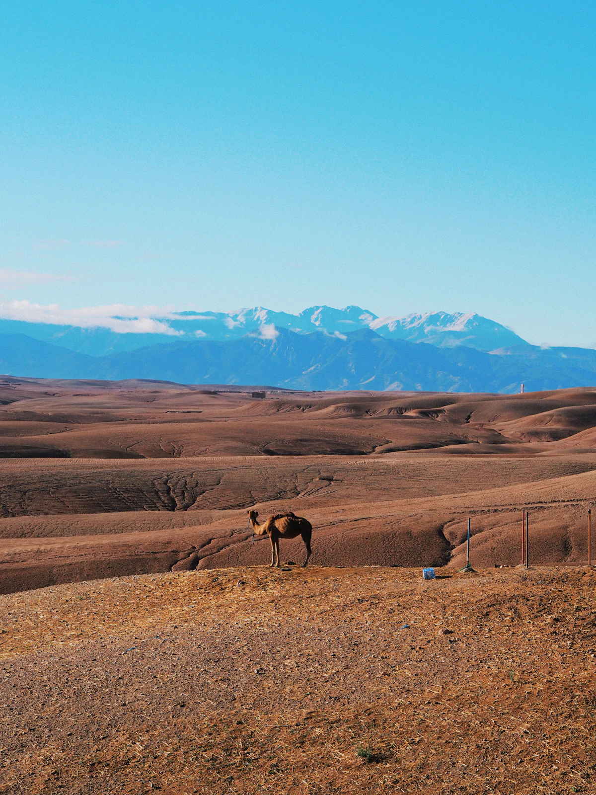 Horse in a field with mountains behind, Agafay, Morocco