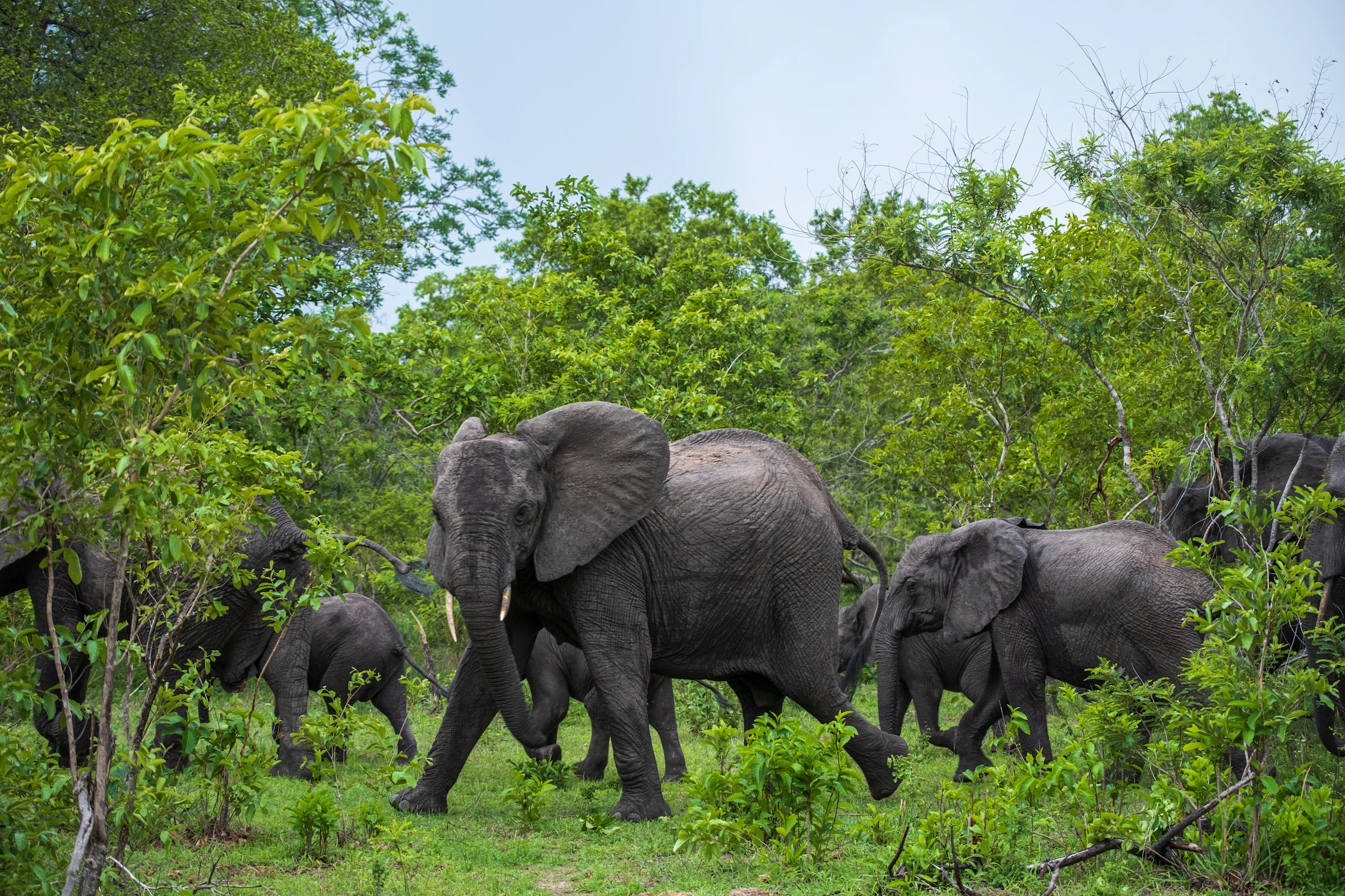 Elephants in green woodland
