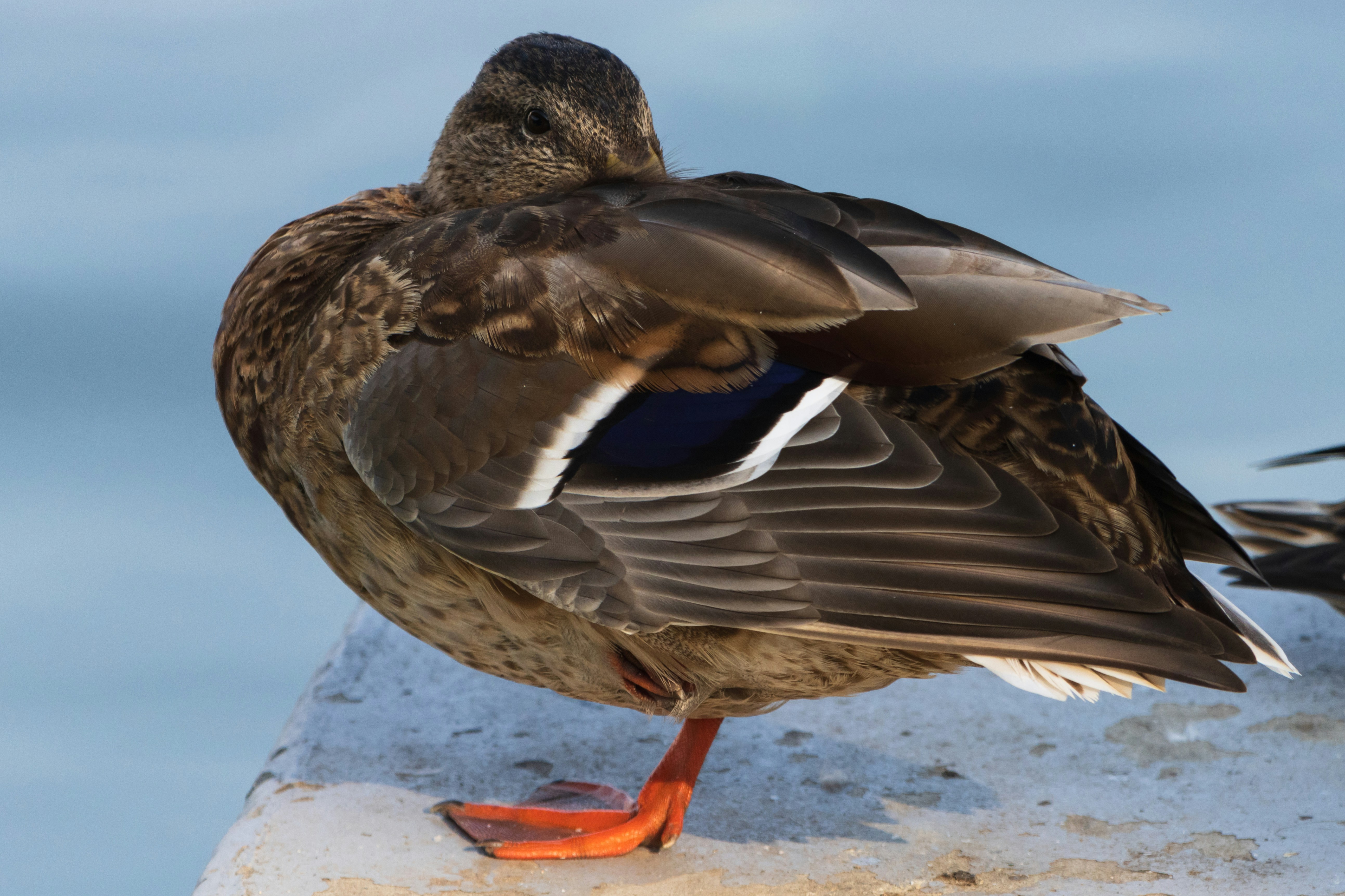 Photo by mechaowlstudios