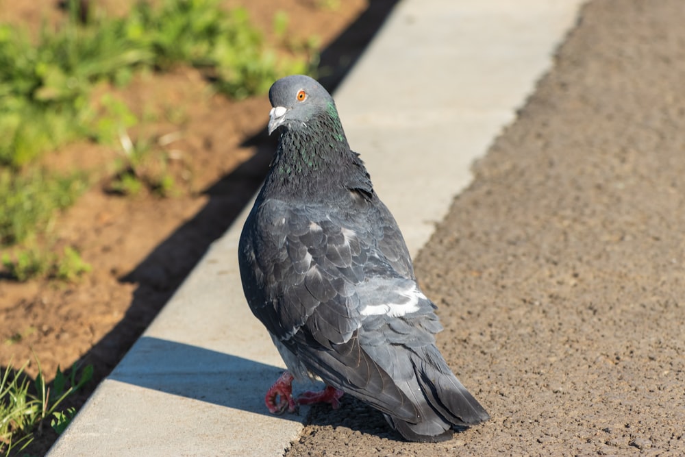 a pigeon sitting on the side of a road