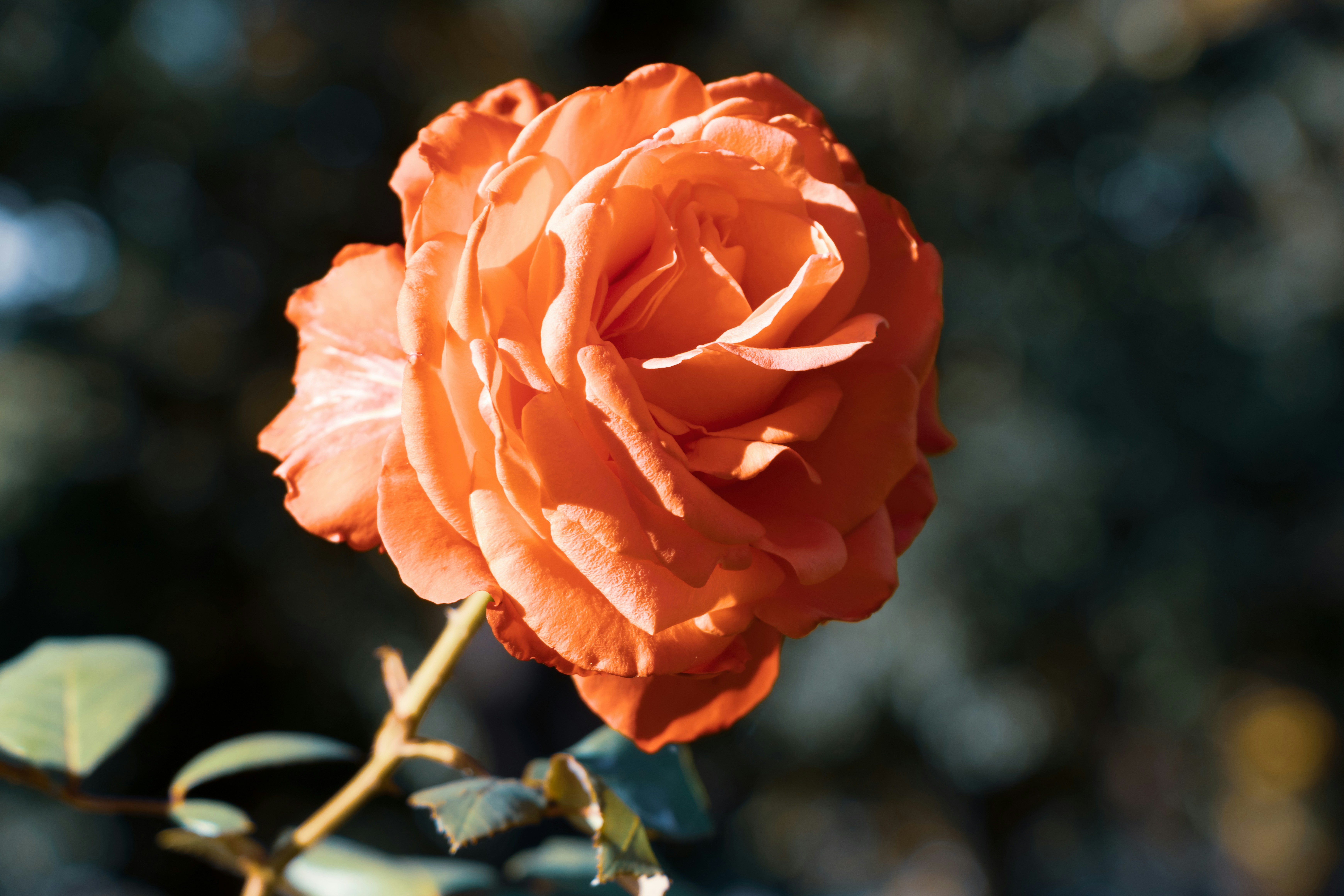 Photo by mechaowlstudios