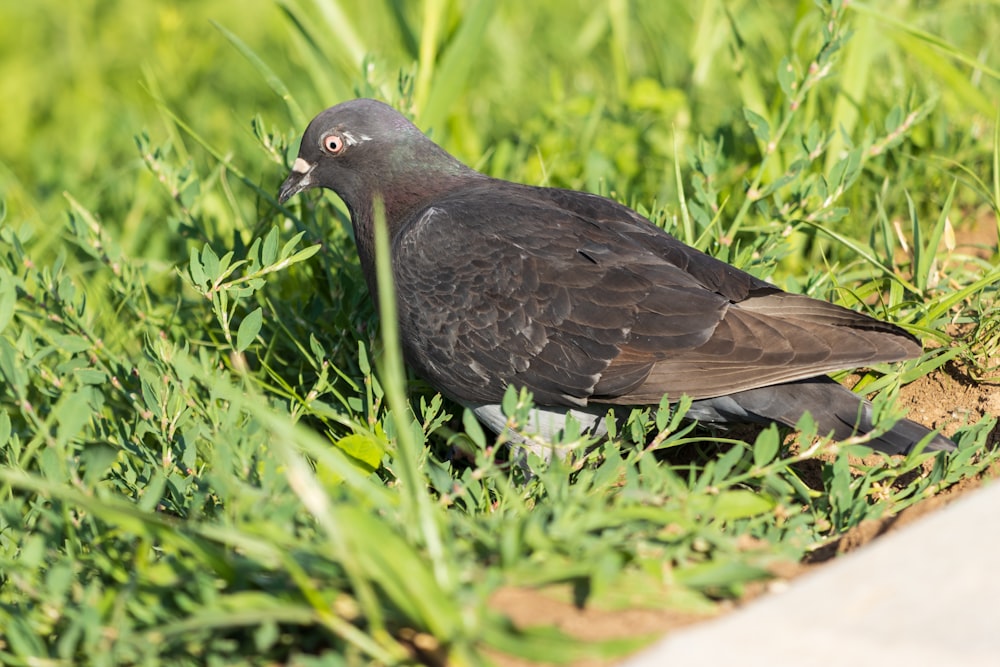 a black bird is sitting in the grass