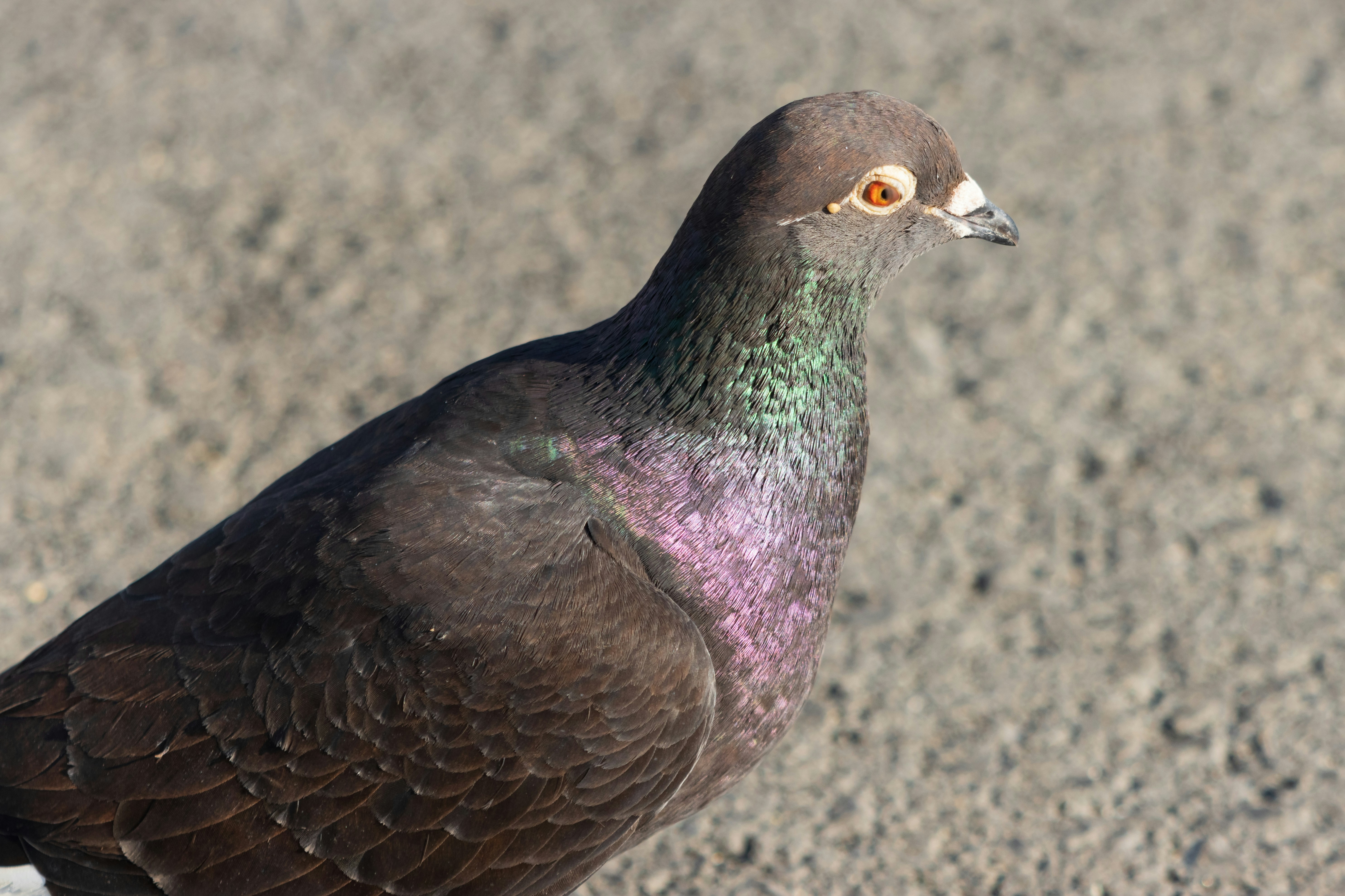 Photo by mechaowlstudios