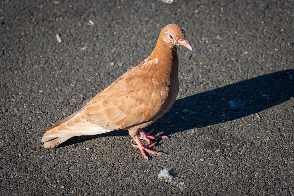 a brown and white bird standing on the ground