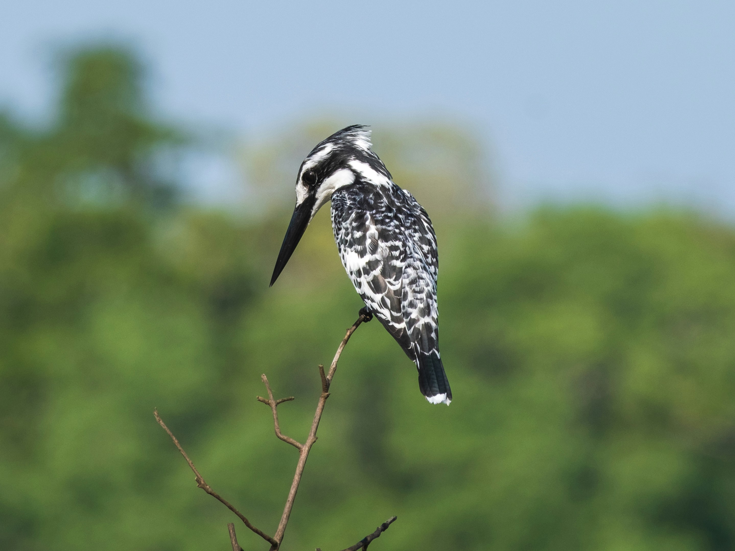 a bird perched on top of a tree branch