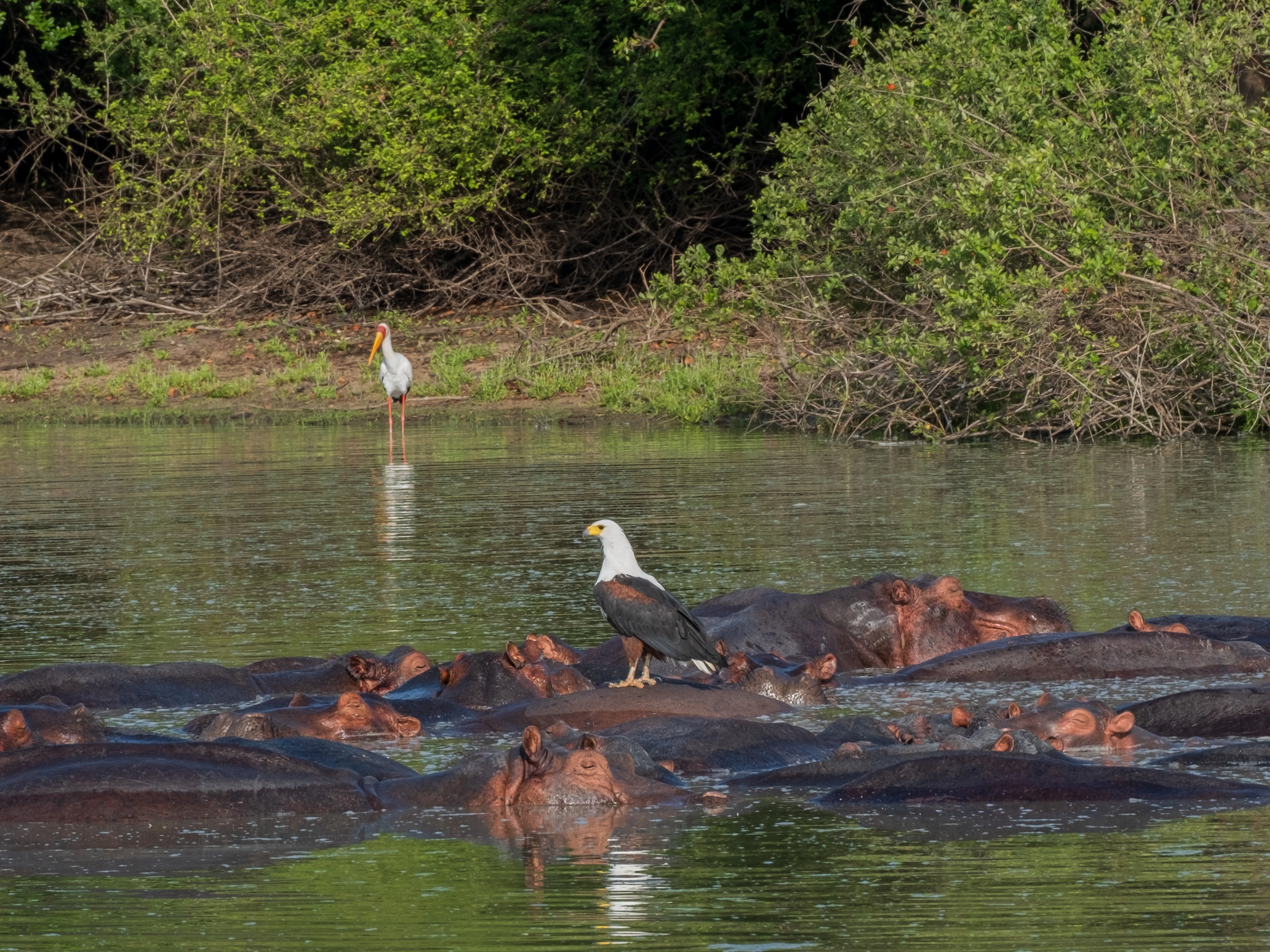 A pod of hippos in the water, with an African fish eagle perched among them and a stork on the bank