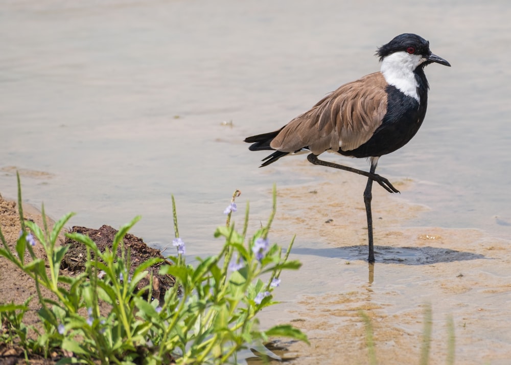 a bird standing on a stick in the water