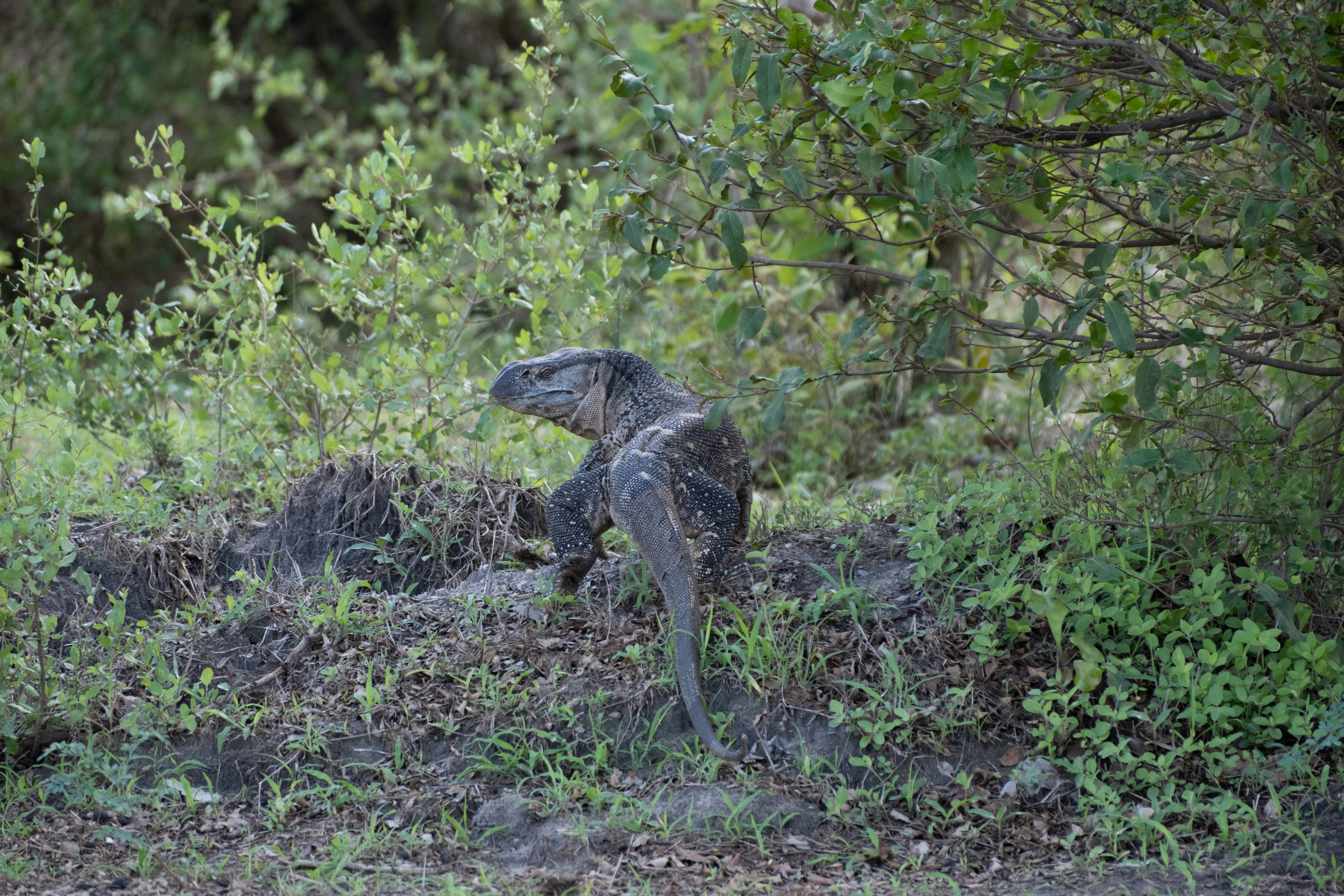 Selous, Tanzania - None